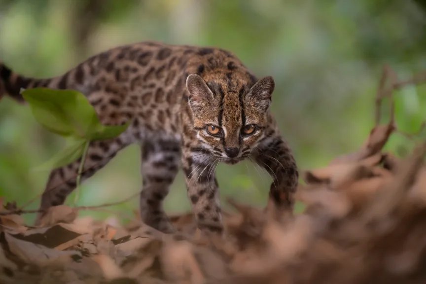 Leopardus tilcayo deambula por el bosque.