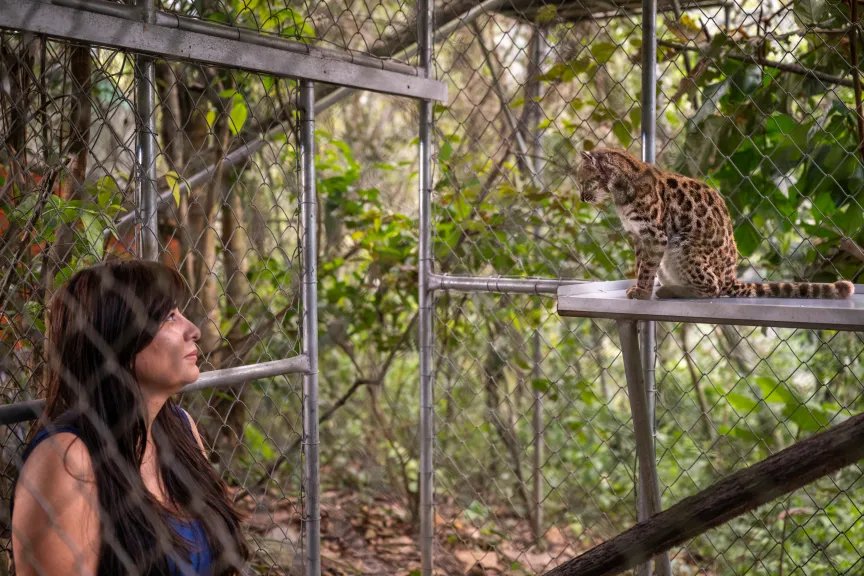 Un investigador observa el recién descubierto Tilkayo en su recinto