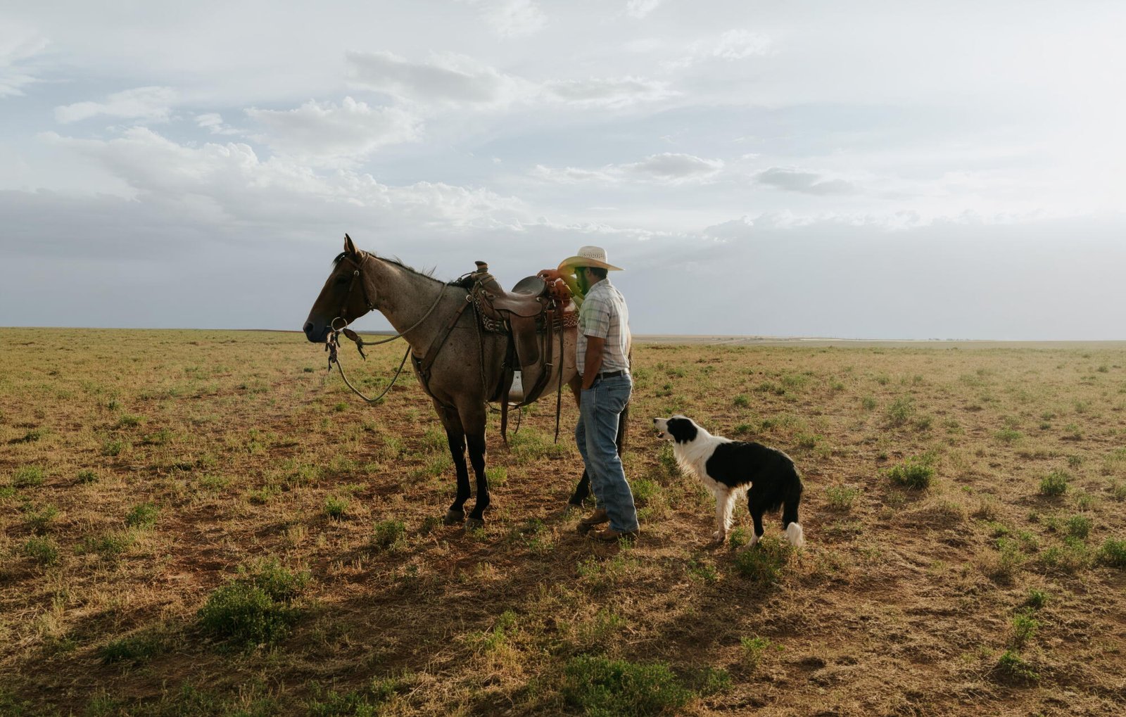 Un ranchero cuida sus caballos mientras sus perros observan.