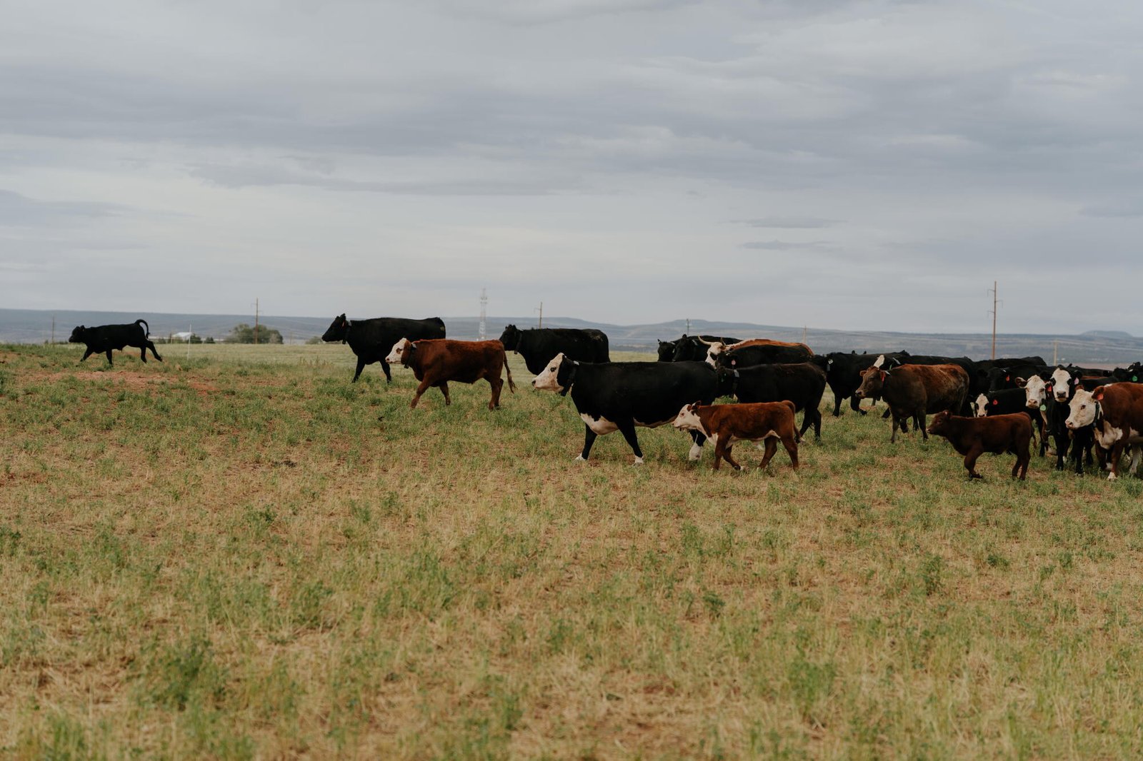 Las vacas deambulan por el pasto.