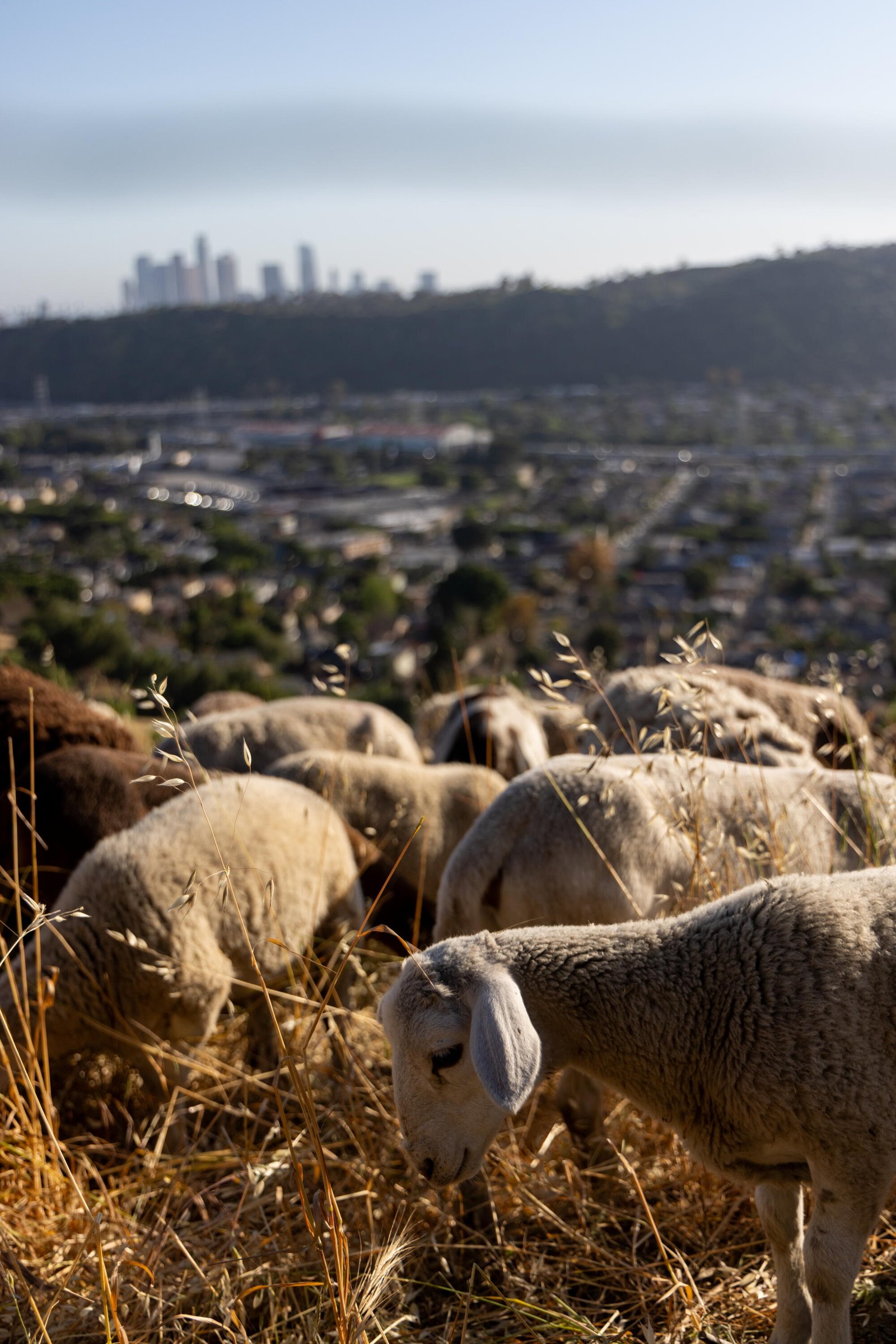 Las cabras y las ovejas pastan en las cimas de las montañas.