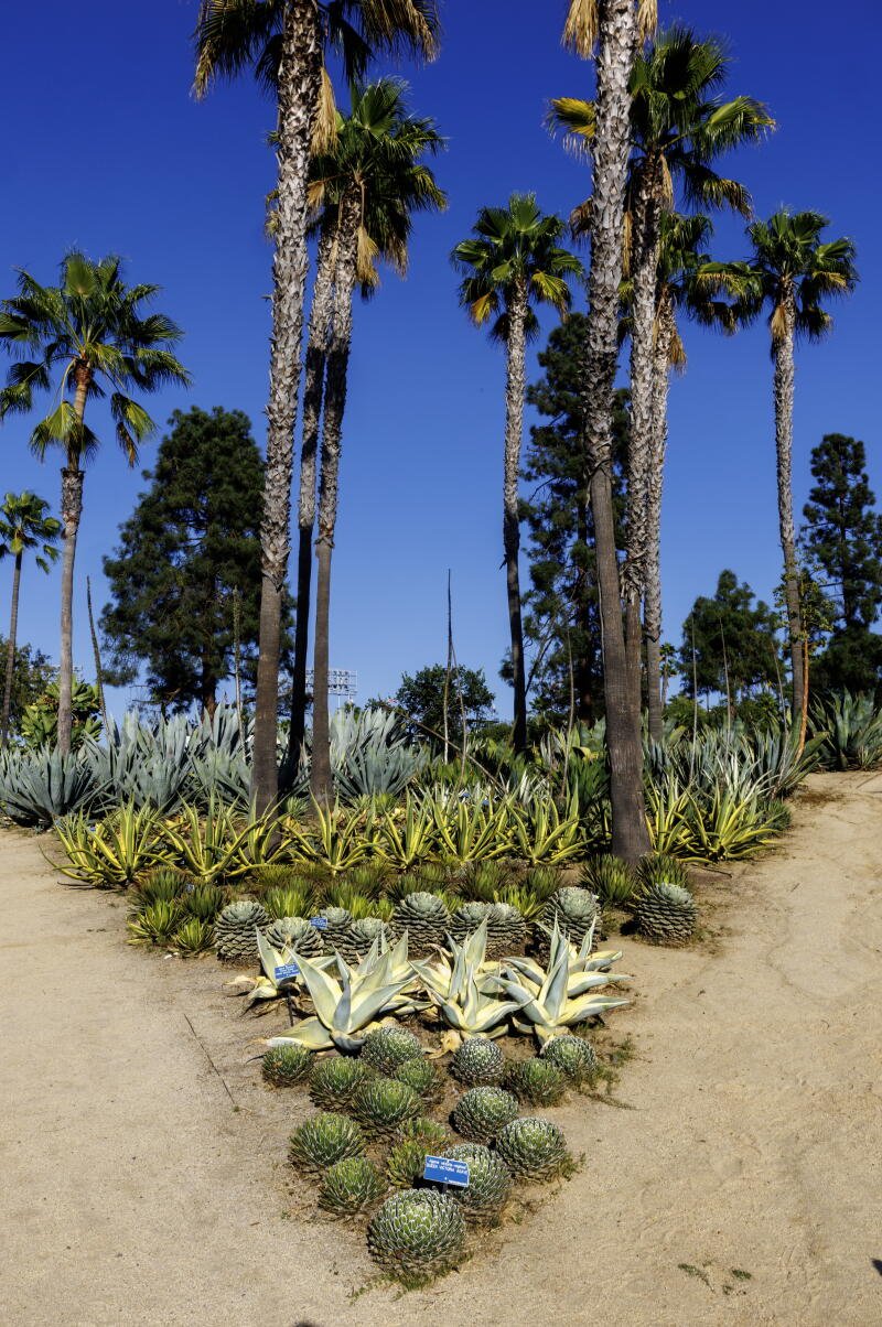 El jardín de agave se encuentra afuera del Lote B en el Dodger Stadium.