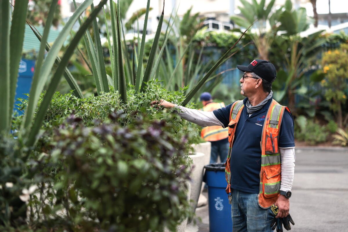 Adolfo Hinojosa prueba los maceteros cerca del jardín central del Dodger Stadium el martes.