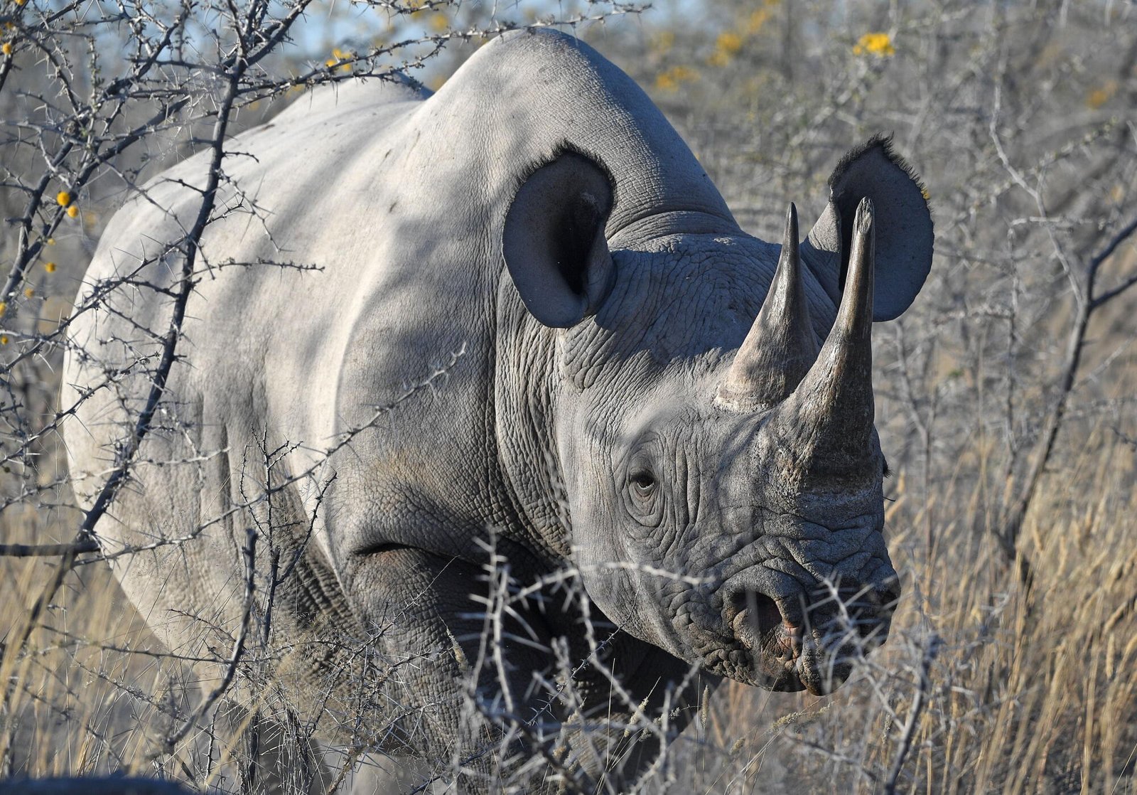 Un rinoceronte deambula por el Parque Nacional Etosha en Namibia en 2022.