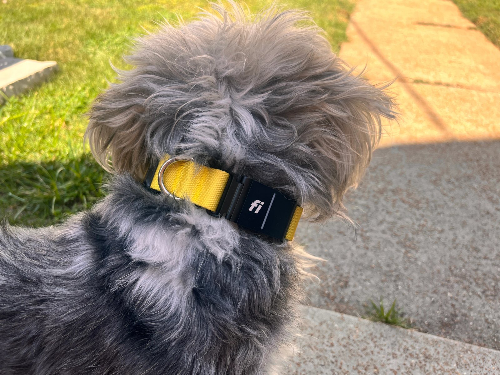 Un perro blanco y gris con un collar amarillo en el patio.