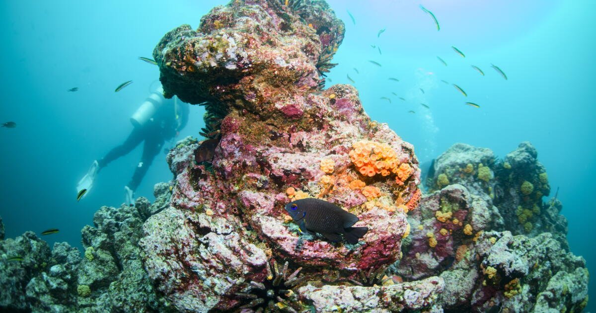 Las investigaciones muestran que el calentamiento global está haciendo que el fenómeno de El Niño sea más "intenso".