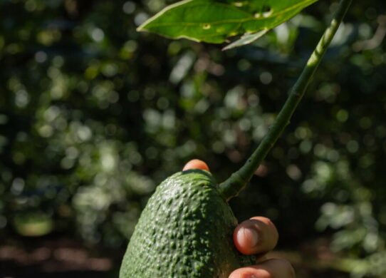para pueblos pequeños Uno en México Los aguacates son tanto una bendición como una maldición.