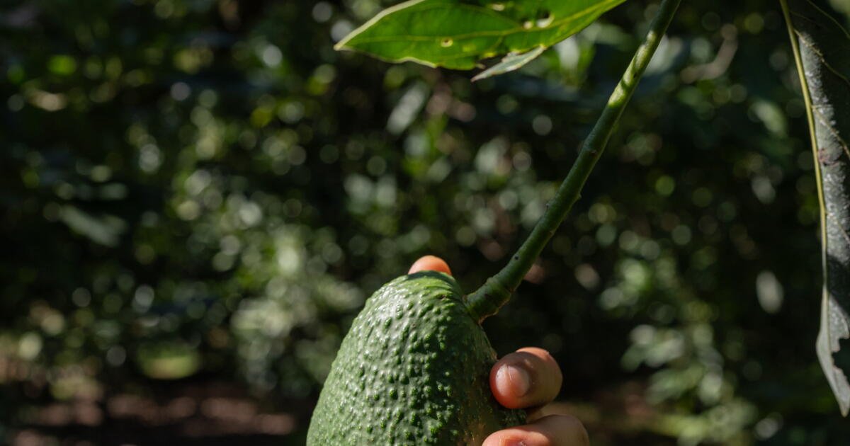 para pueblos pequeños Uno en México Los aguacates son tanto una bendición como una maldición.