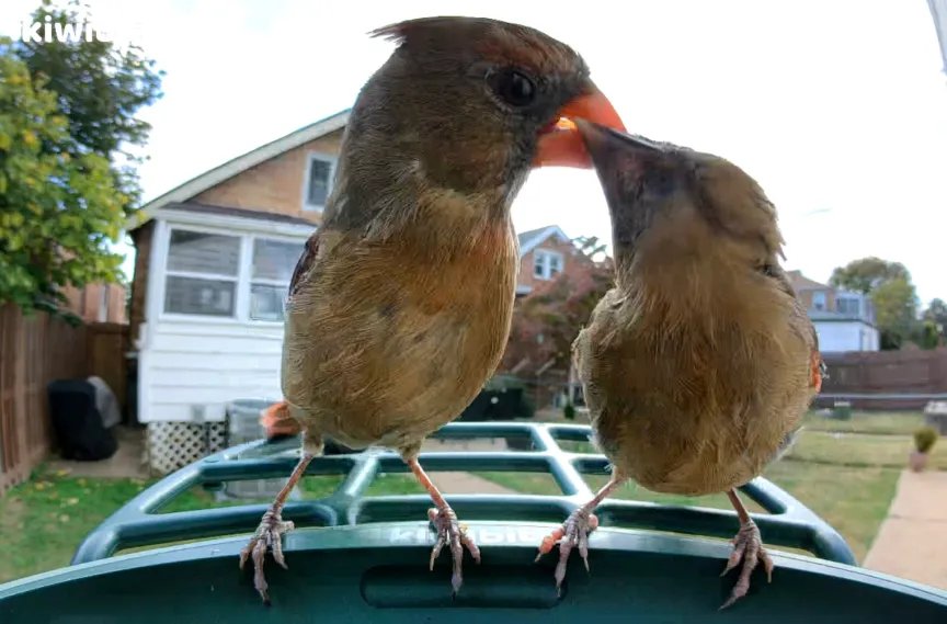 Dos pájaros posados en un comedero para pájaros, alimentándose mutuamente