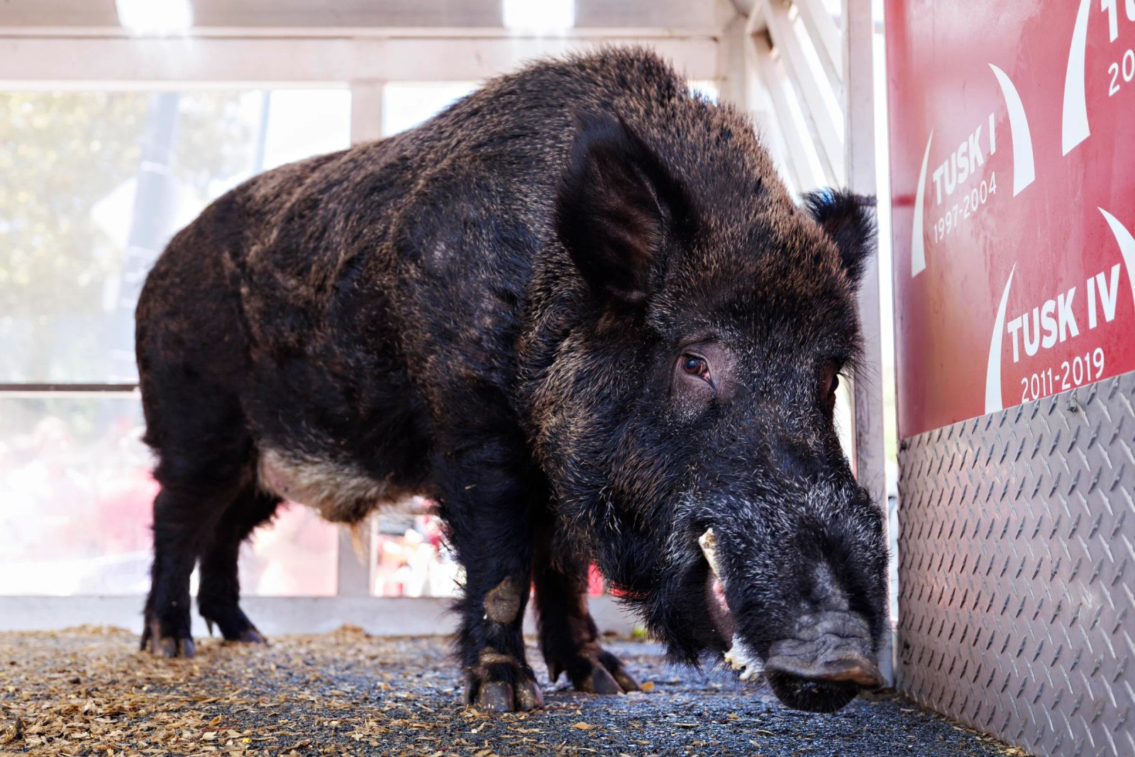 FAYETTEVILLE, ARKANSAS - 14 DE SEPTIEMBRE: Tusk IV, la mascota de los Arkansas Razorbacks, espera para ingresar al estadio antes del partido contra los UAB Blazers el 14 de septiembre de 2024 en el estadio Donald W. Reynolds Razorback. (Foto de Wesley Hitt/Getty Images)